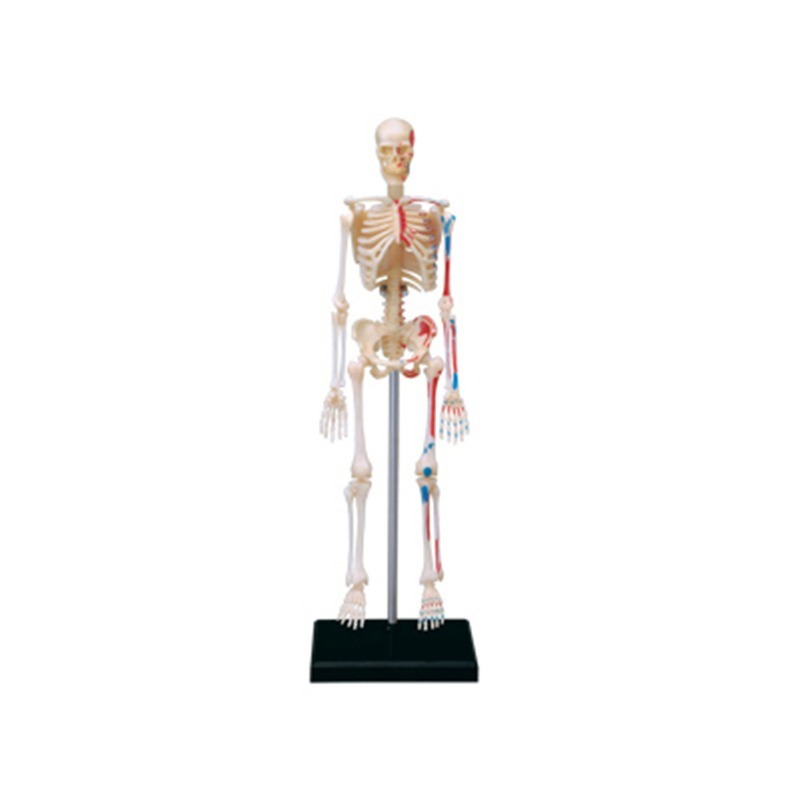Medical Lab Technology - 4d 人間のフルスケルトン解剖モデルパズル組み立ておもちゃ医療教材研究室教育機器マスター