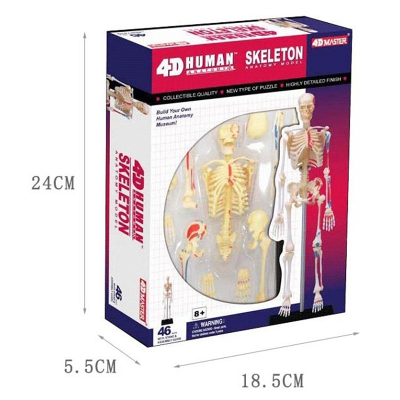 4d 人間のフルスケルトン解剖モデルパズル組み立ておもちゃ医 - Medical Lab Technology のレビューと価格