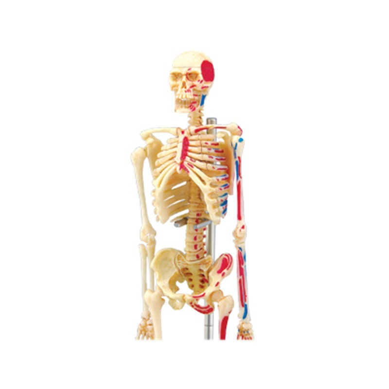 4d 人間のフルスケルトン解剖モデルパズル組み立ておもちゃ医 - Medical Lab Technology のレビューと価格
